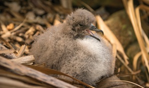 A Gould's petrel chick, Cabbage Tree Island. Photo: John Spencer © DCCEEW