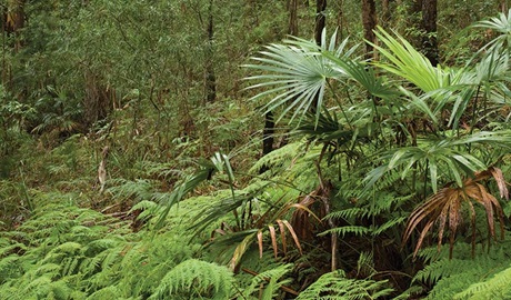 Booti Booti Hill walk, Booti Booti National Park. Photo: Ian Brown