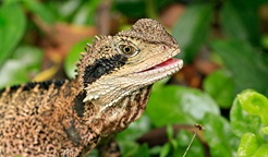 Eastern water dragon. Photo: Rosie Nicolai