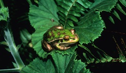 A tiny green and golden bell frog sits on a green strawberry plant leaf. Photo: Stuart Cohen © Stuart Cohen and DCCEEW