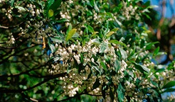 Blueberry ash. Photo: Jaime Plaza