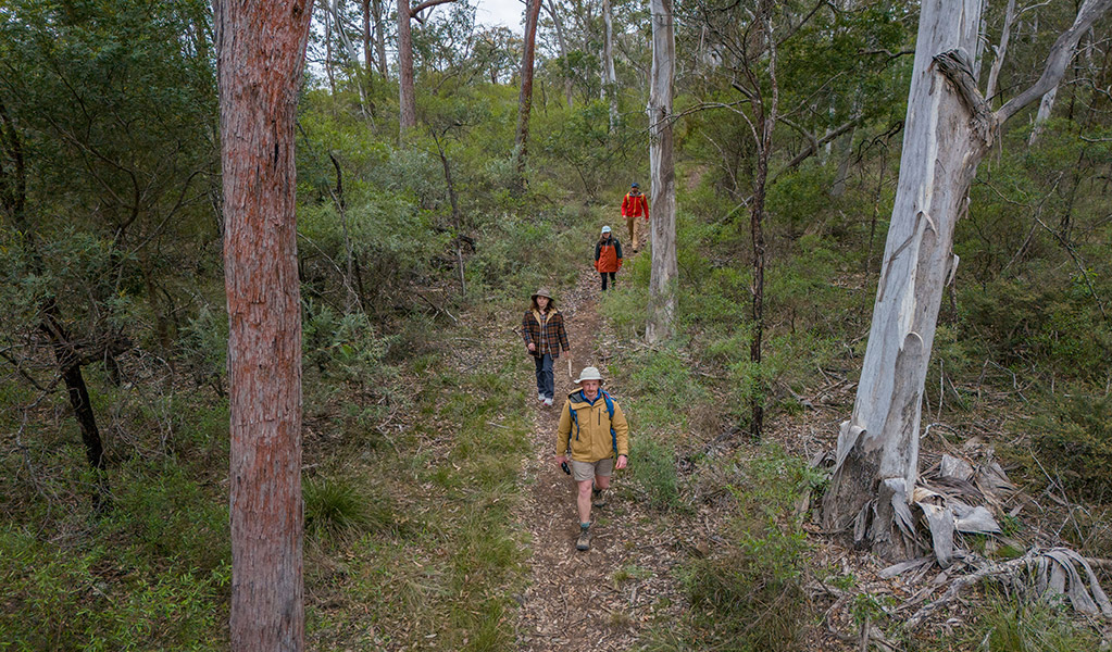Group of hikers walking through tall trees on Green track. Credit: John Spencer &copy; DCCEEW