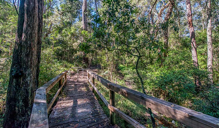 Ms Kellys walking track, Brimbin Nature Reserve. Photo: John Spencer