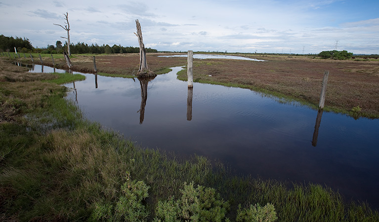 Wetlands, Hunter Wetlands National Park. Photo: Susan Davis